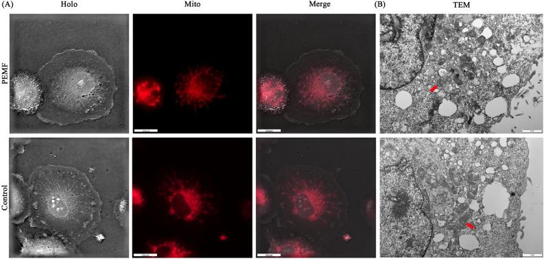 https://cdn.ncbi.nlm.nih.gov/pmc/blobs/a11e/11329790/6dd7a478b6a7/41598_2024_69862_Fig7_HTML.jpg