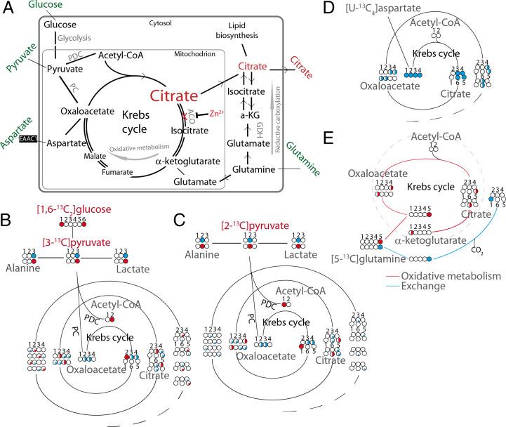 https://cdn.ncbi.nlm.nih.gov/pmc/blobs/a11e/9168453/76a00ce8f061/pnas.2024357119fig01.jpg