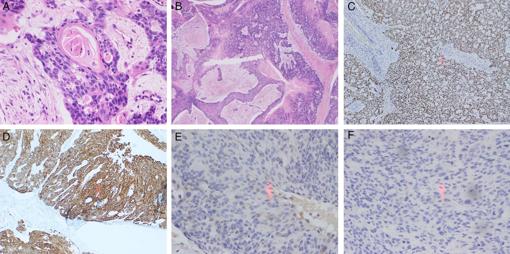 https://cdn.ncbi.nlm.nih.gov/pmc/blobs/a123/11165813/e0aeaa1580b1/13256_2024_4601_Fig2_HTML.jpg