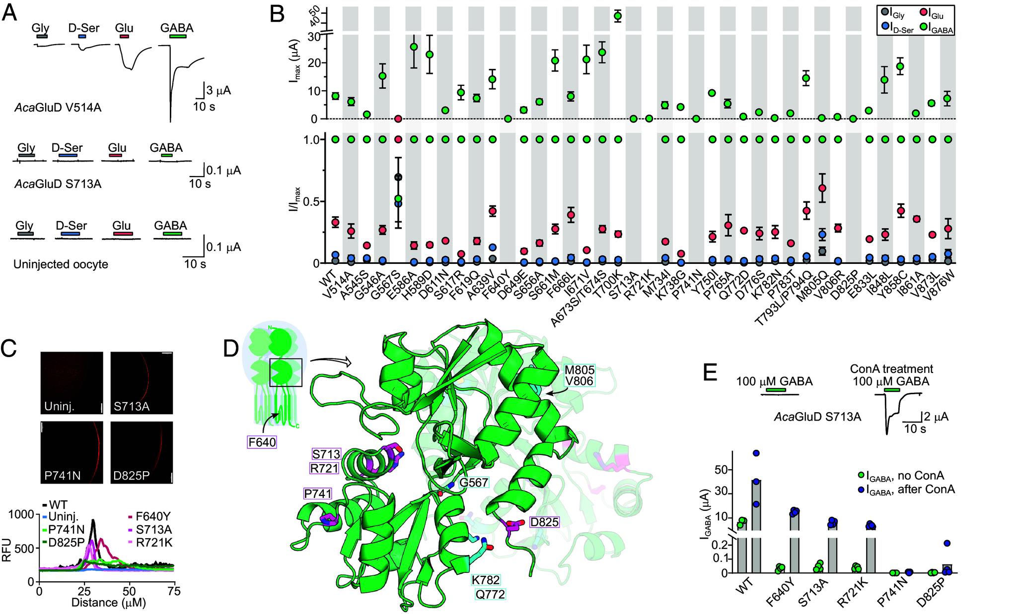 https://cdn.ncbi.nlm.nih.gov/pmc/blobs/a125/10861852/2794dc3cb495/pnas.2313853121fig05.jpg