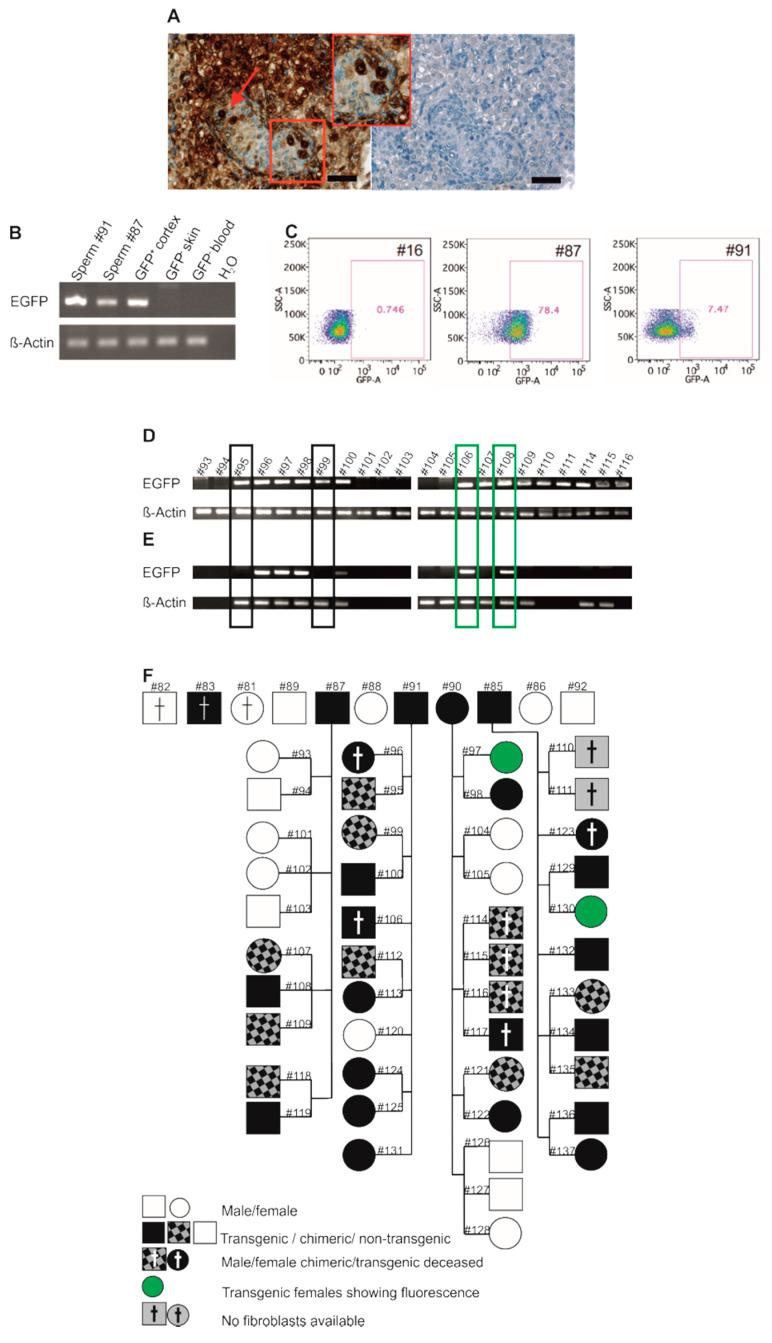 https://cdn.ncbi.nlm.nih.gov/pmc/blobs/a129/7996964/56382ca0c21e/cells-10-00505-g005.jpg