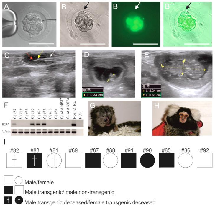 https://cdn.ncbi.nlm.nih.gov/pmc/blobs/a129/7996964/73736545fa15/cells-10-00505-g001.jpg