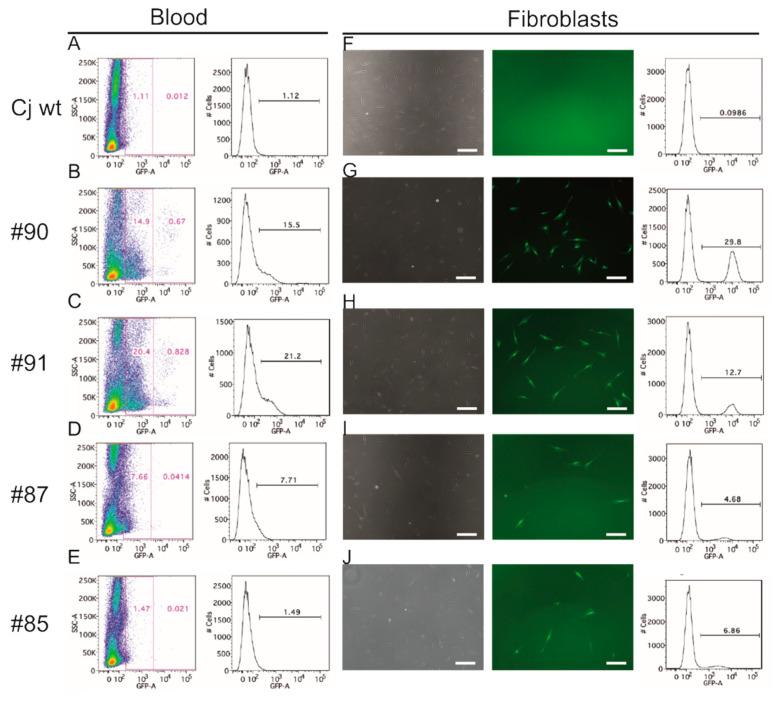 https://cdn.ncbi.nlm.nih.gov/pmc/blobs/a129/7996964/aef7a8987327/cells-10-00505-g002.jpg
