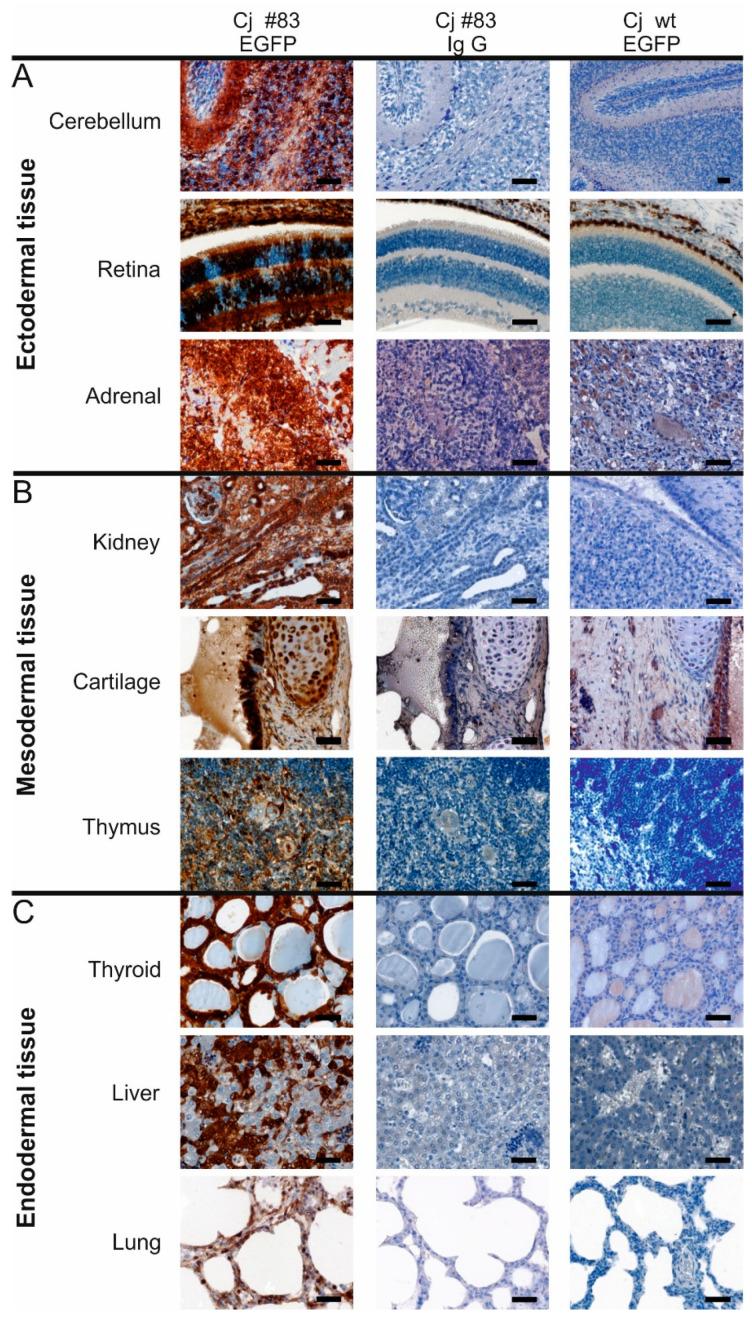 https://cdn.ncbi.nlm.nih.gov/pmc/blobs/a129/7996964/dc096be1e756/cells-10-00505-g004.jpg