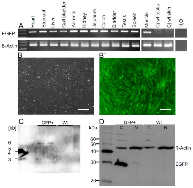 https://cdn.ncbi.nlm.nih.gov/pmc/blobs/a129/7996964/e5dea3eda628/cells-10-00505-g003.jpg