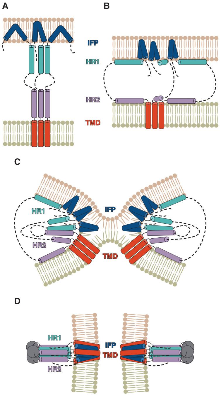 https://cdn.ncbi.nlm.nih.gov/pmc/blobs/a12c/10671605/9c9df7c1af52/ijms-24-16421-g001.jpg