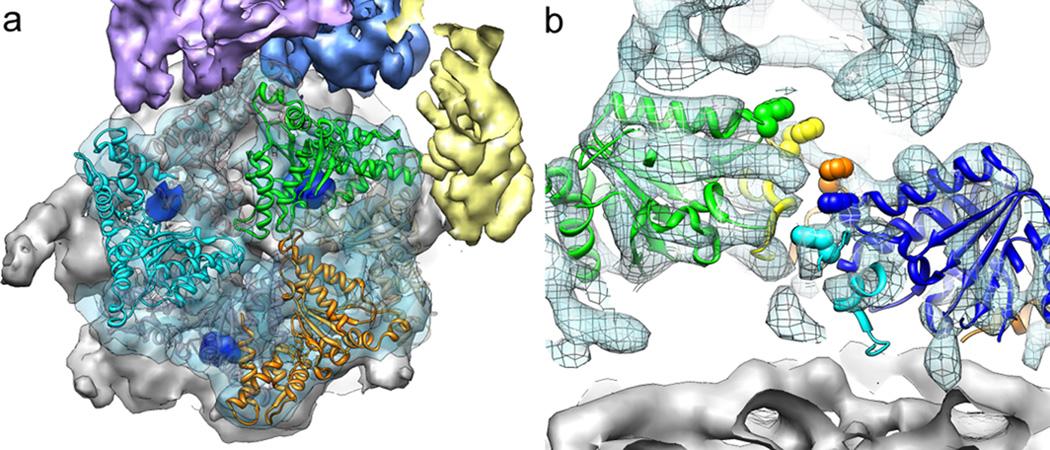 https://cdn.ncbi.nlm.nih.gov/pmc/blobs/a131/3285539/4cef4c88450e/nihms343808f5.jpg