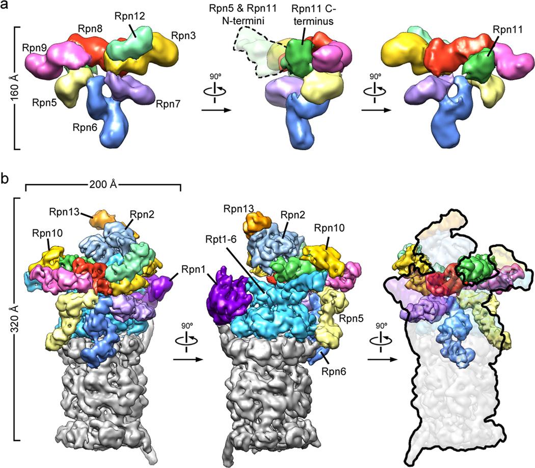 https://cdn.ncbi.nlm.nih.gov/pmc/blobs/a131/3285539/84d37cece895/nihms343808f2.jpg
