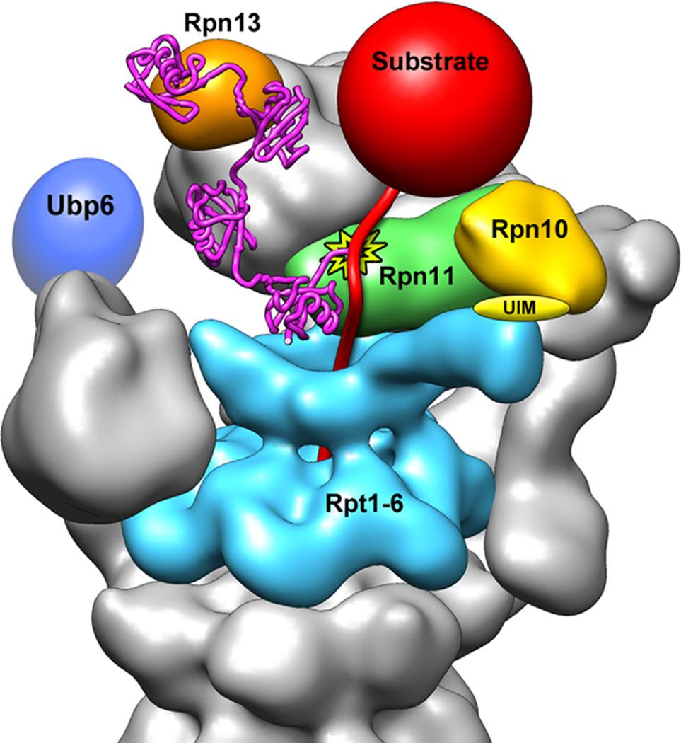 https://cdn.ncbi.nlm.nih.gov/pmc/blobs/a131/3285539/a1cec3093d7c/nihms343808f6.jpg