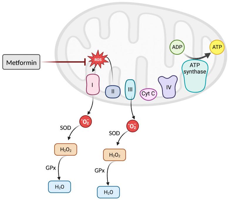 https://cdn.ncbi.nlm.nih.gov/pmc/blobs/a132/10526095/a544a2b2b562/biomedicines-11-02568-g003.jpg