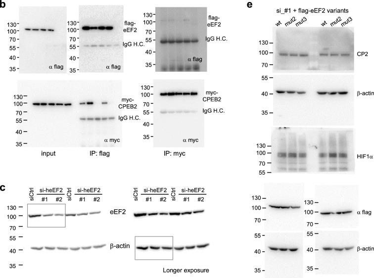 https://cdn.ncbi.nlm.nih.gov/pmc/blobs/a133/11405013/dd9f40d473ca/elife-96643-fig2-figsupp1.jpg