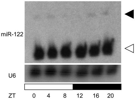 https://cdn.ncbi.nlm.nih.gov/pmc/blobs/a133/2889834/ae9848f086c7/pone.0011264.g004.jpg