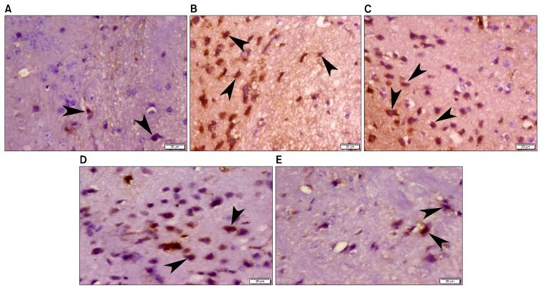 https://cdn.ncbi.nlm.nih.gov/pmc/blobs/a133/5488777/bf01b5d62000/ijsc-10-060f4.jpg