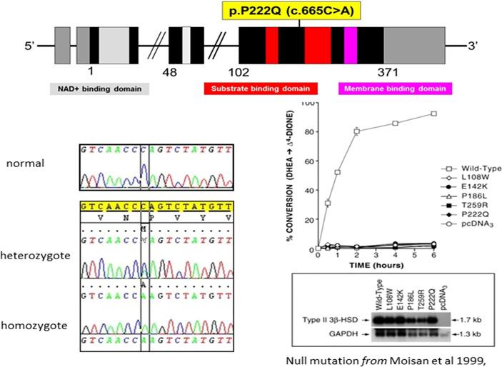 https://cdn.ncbi.nlm.nih.gov/pmc/blobs/a133/9229600/659eb843a547/fendo-13-867073-g003.jpg