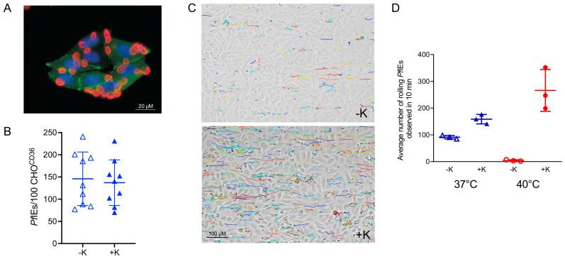 https://cdn.ncbi.nlm.nih.gov/pmc/blobs/a135/9785914/bec78dfb0aad/microorganisms-10-02356-g004.jpg