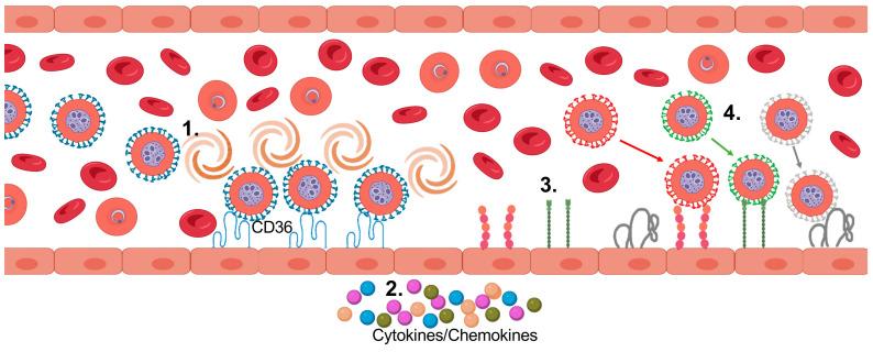 https://cdn.ncbi.nlm.nih.gov/pmc/blobs/a135/9785914/d0241fcb00ca/microorganisms-10-02356-g003.jpg