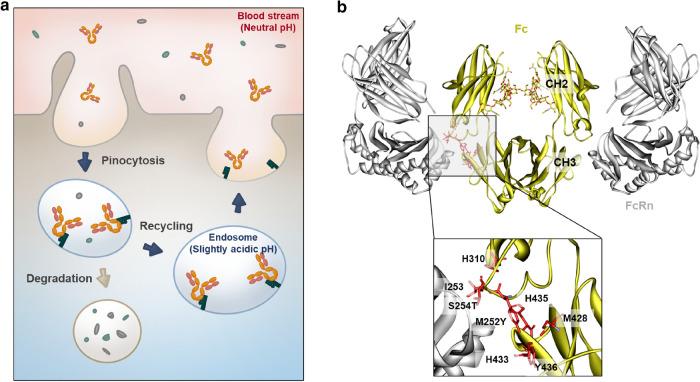 https://cdn.ncbi.nlm.nih.gov/pmc/blobs/a137/7894971/c3d236bb56ec/40259_2021_471_Fig1_HTML.jpg