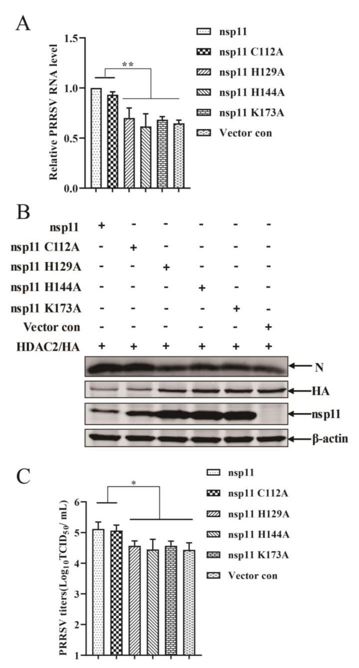 https://cdn.ncbi.nlm.nih.gov/pmc/blobs/a138/11125888/d6a2bc86c8a2/viruses-16-00678-g007.jpg
