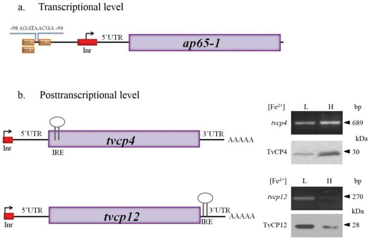 https://cdn.ncbi.nlm.nih.gov/pmc/blobs/a13b/4693282/090b60dc2c5e/biomolecules-05-03354-g004.jpg
