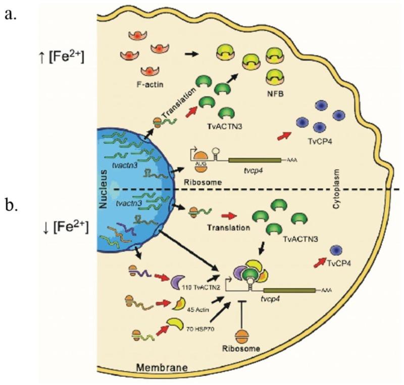 https://cdn.ncbi.nlm.nih.gov/pmc/blobs/a13b/4693282/36ee37520941/biomolecules-05-03354-g011.jpg