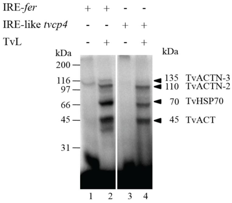 https://cdn.ncbi.nlm.nih.gov/pmc/blobs/a13b/4693282/6e0672f87925/biomolecules-05-03354-g005.jpg