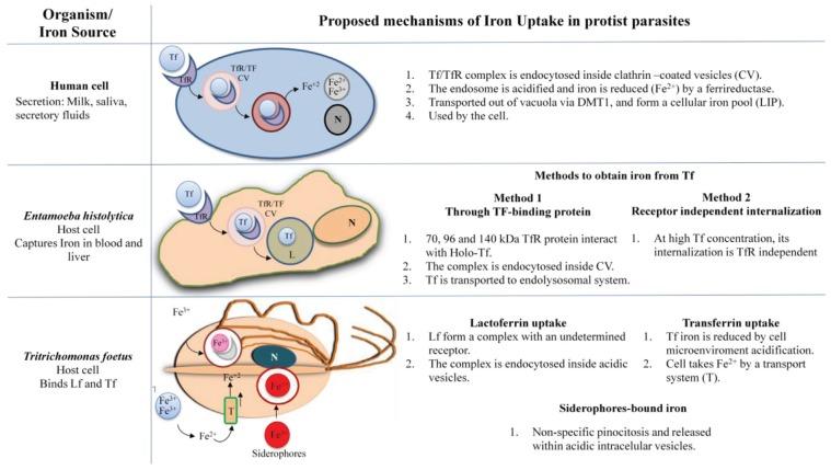 https://cdn.ncbi.nlm.nih.gov/pmc/blobs/a13b/4693282/d1c1bfc04b74/biomolecules-05-03354-g001.jpg