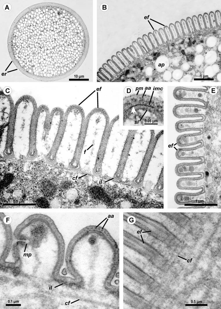 https://cdn.ncbi.nlm.nih.gov/pmc/blobs/a13b/5452951/0e1d6bac3774/peerj-05-3354-g003.jpg