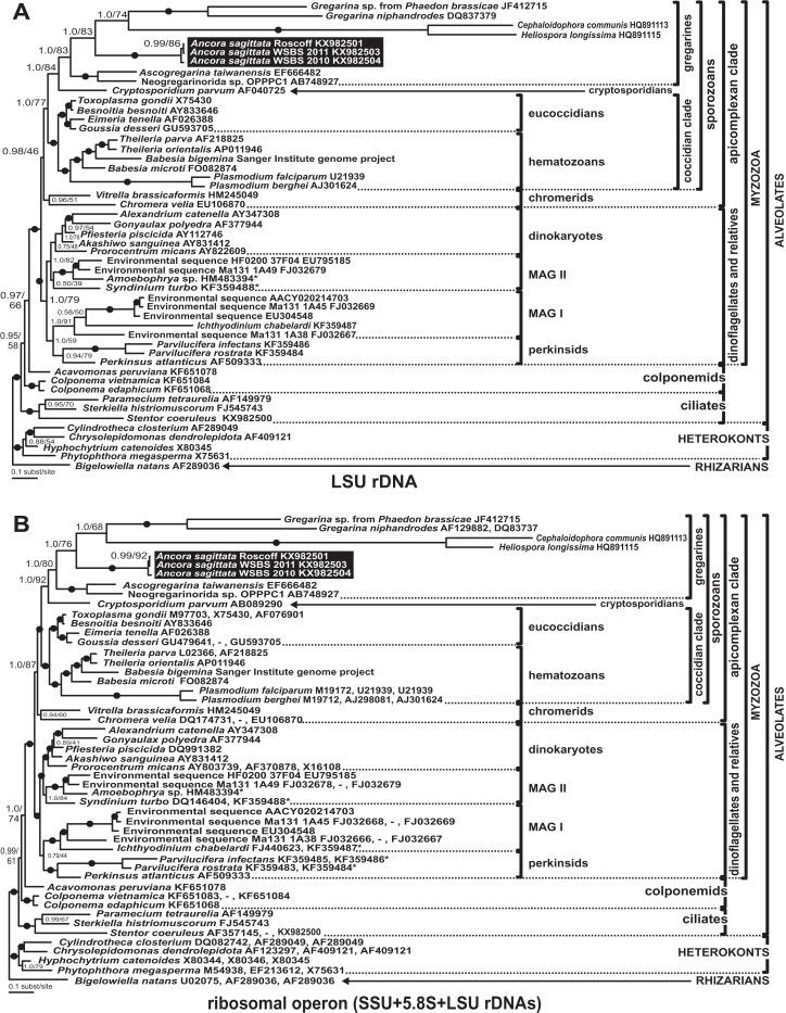 https://cdn.ncbi.nlm.nih.gov/pmc/blobs/a13b/5452951/56c4b1db1035/peerj-05-3354-g009.jpg