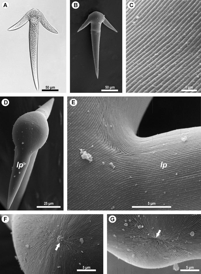 https://cdn.ncbi.nlm.nih.gov/pmc/blobs/a13b/5452951/f71f56c83279/peerj-05-3354-g002.jpg