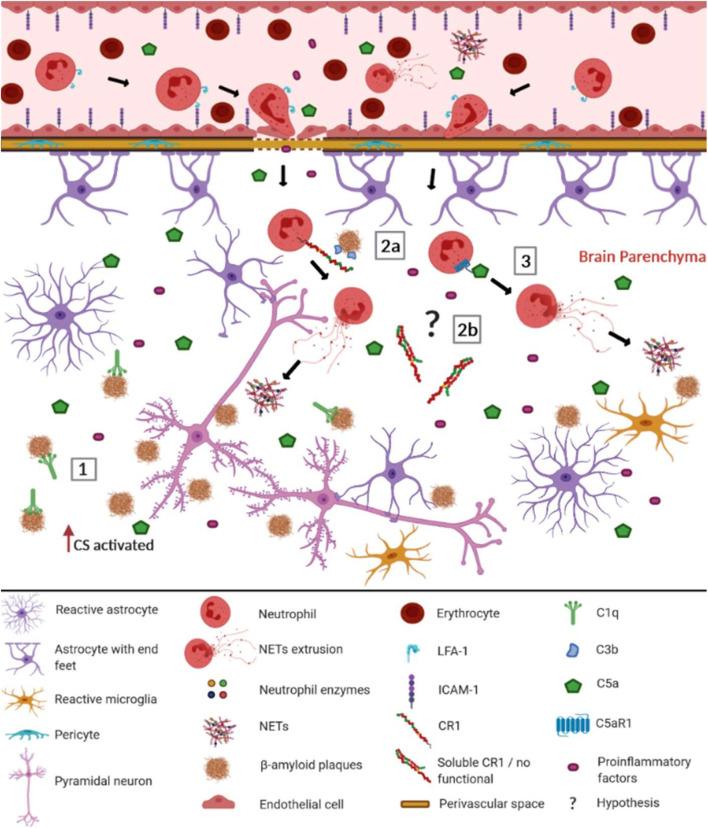 https://cdn.ncbi.nlm.nih.gov/pmc/blobs/a13c/8060499/e73785a21511/fmolb-08-630869-g001.jpg