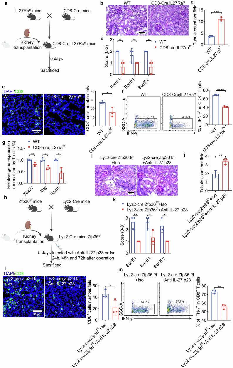 https://cdn.ncbi.nlm.nih.gov/pmc/blobs/a13d/12000408/1a8e68479912/41421_2025_784_Fig7_HTML.jpg