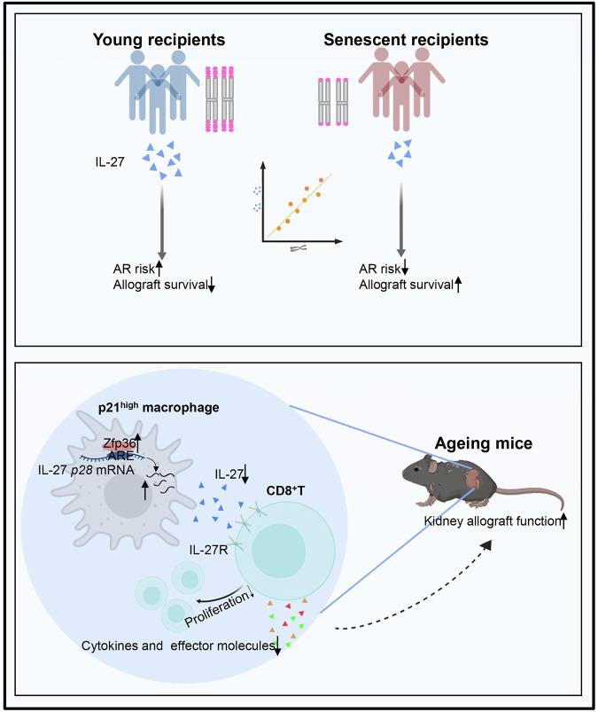 https://cdn.ncbi.nlm.nih.gov/pmc/blobs/a13d/12000408/370624d20512/41421_2025_784_Fig9_HTML.jpg