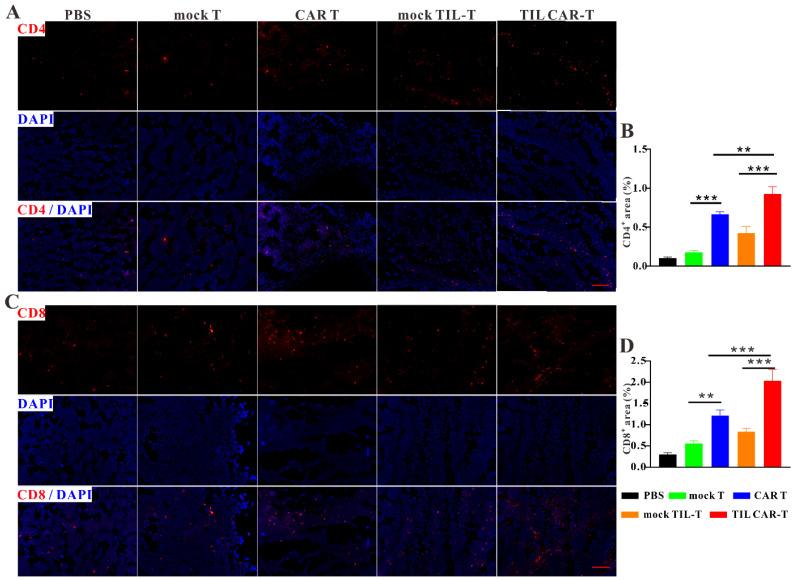 https://cdn.ncbi.nlm.nih.gov/pmc/blobs/a142/10705672/1a690165157c/cancers-15-05567-g004.jpg