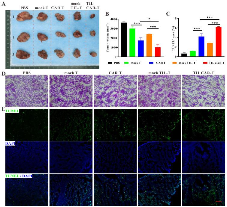 https://cdn.ncbi.nlm.nih.gov/pmc/blobs/a142/10705672/789aeb8f6108/cancers-15-05567-g003.jpg