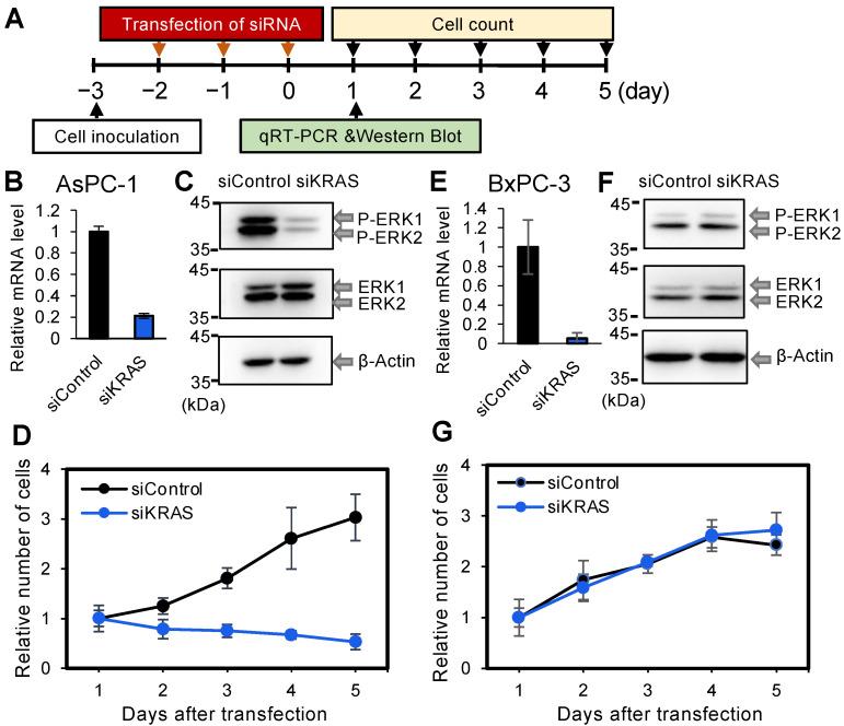 https://cdn.ncbi.nlm.nih.gov/pmc/blobs/a143/9264874/719455624d74/cancers-14-03162-g001.jpg