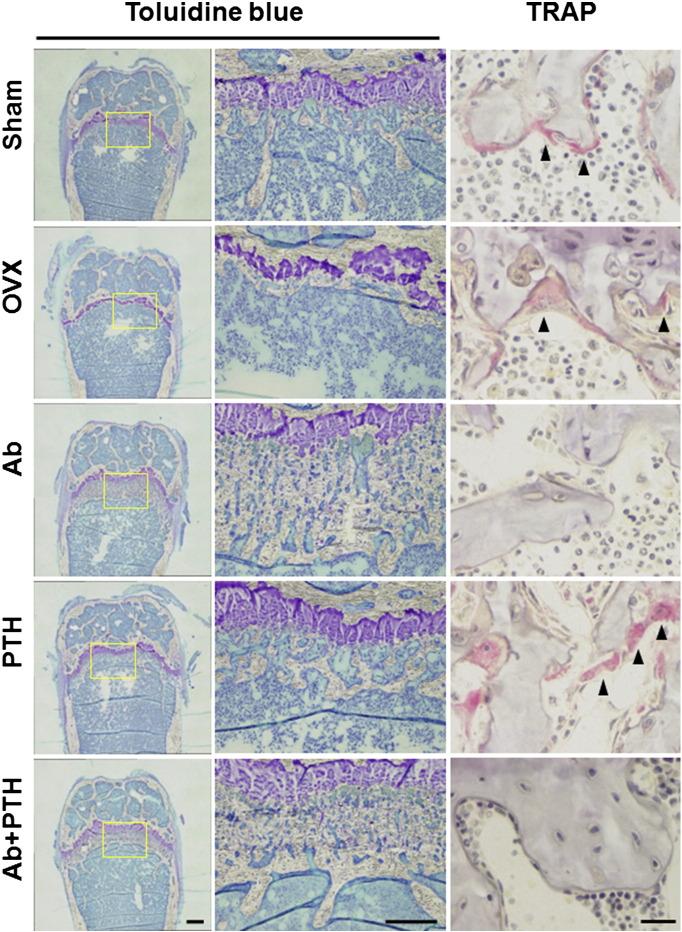 https://cdn.ncbi.nlm.nih.gov/pmc/blobs/a146/5365172/9cceae0d551c/gr4.jpg