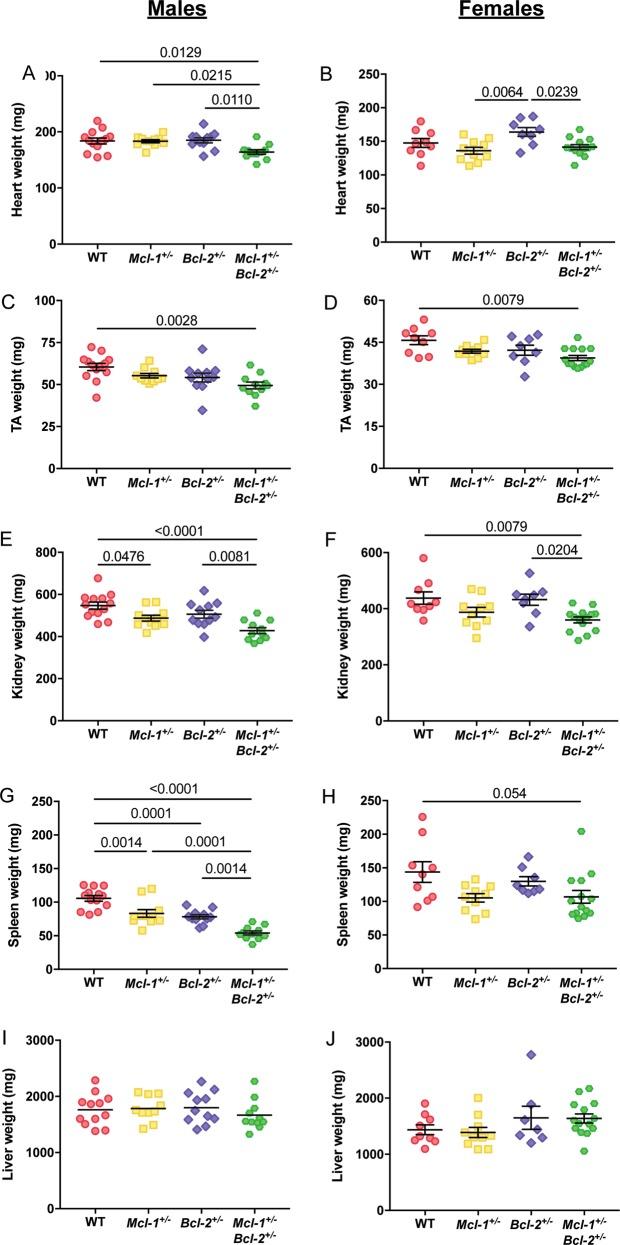https://cdn.ncbi.nlm.nih.gov/pmc/blobs/a147/7070015/208a53e75d8e/41419_2020_2376_Fig3_HTML.jpg