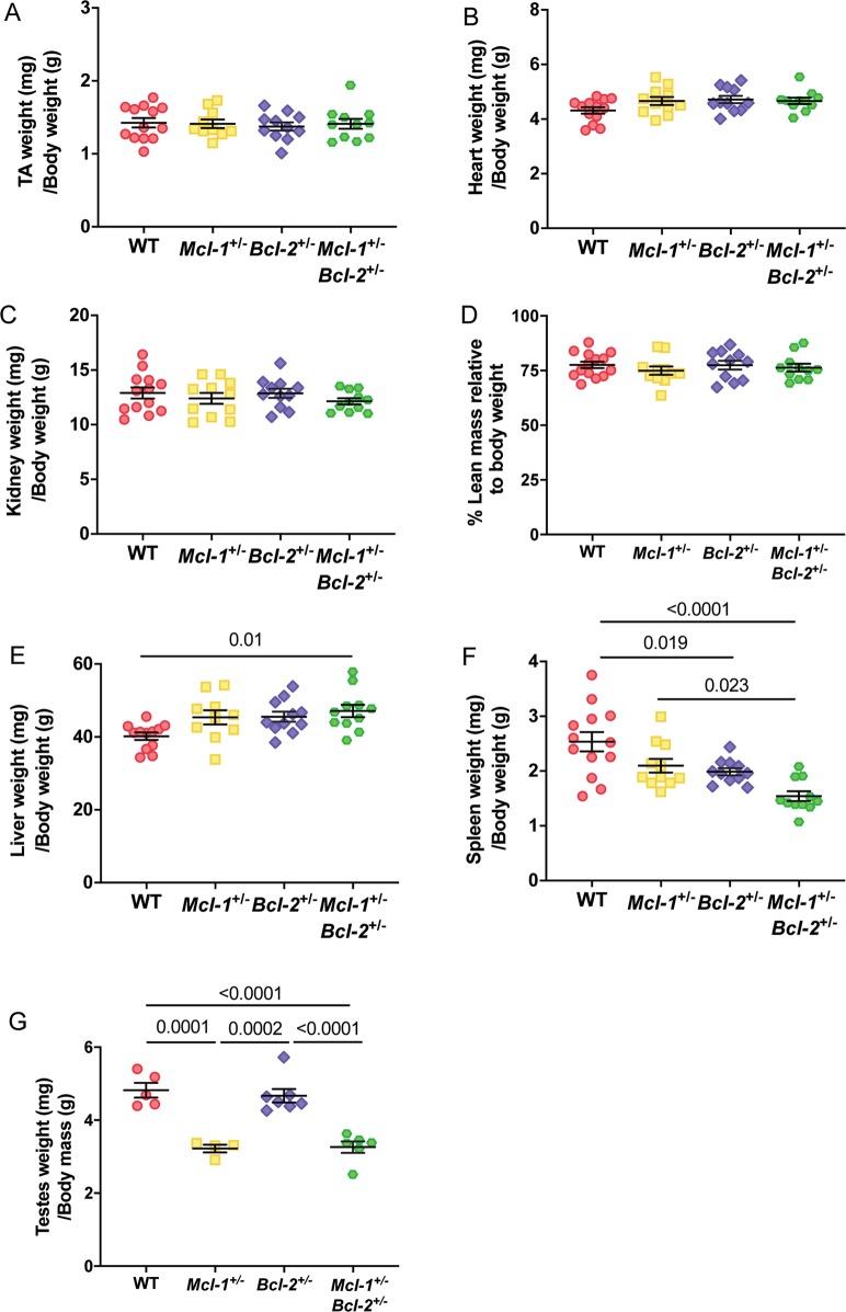 https://cdn.ncbi.nlm.nih.gov/pmc/blobs/a147/7070015/553cfcd651e2/41419_2020_2376_Fig5_HTML.jpg