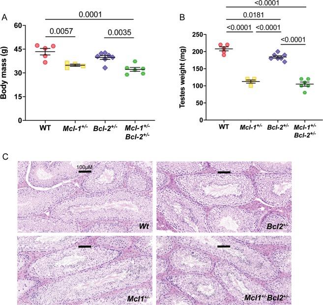 https://cdn.ncbi.nlm.nih.gov/pmc/blobs/a147/7070015/ad61419883d5/41419_2020_2376_Fig4_HTML.jpg