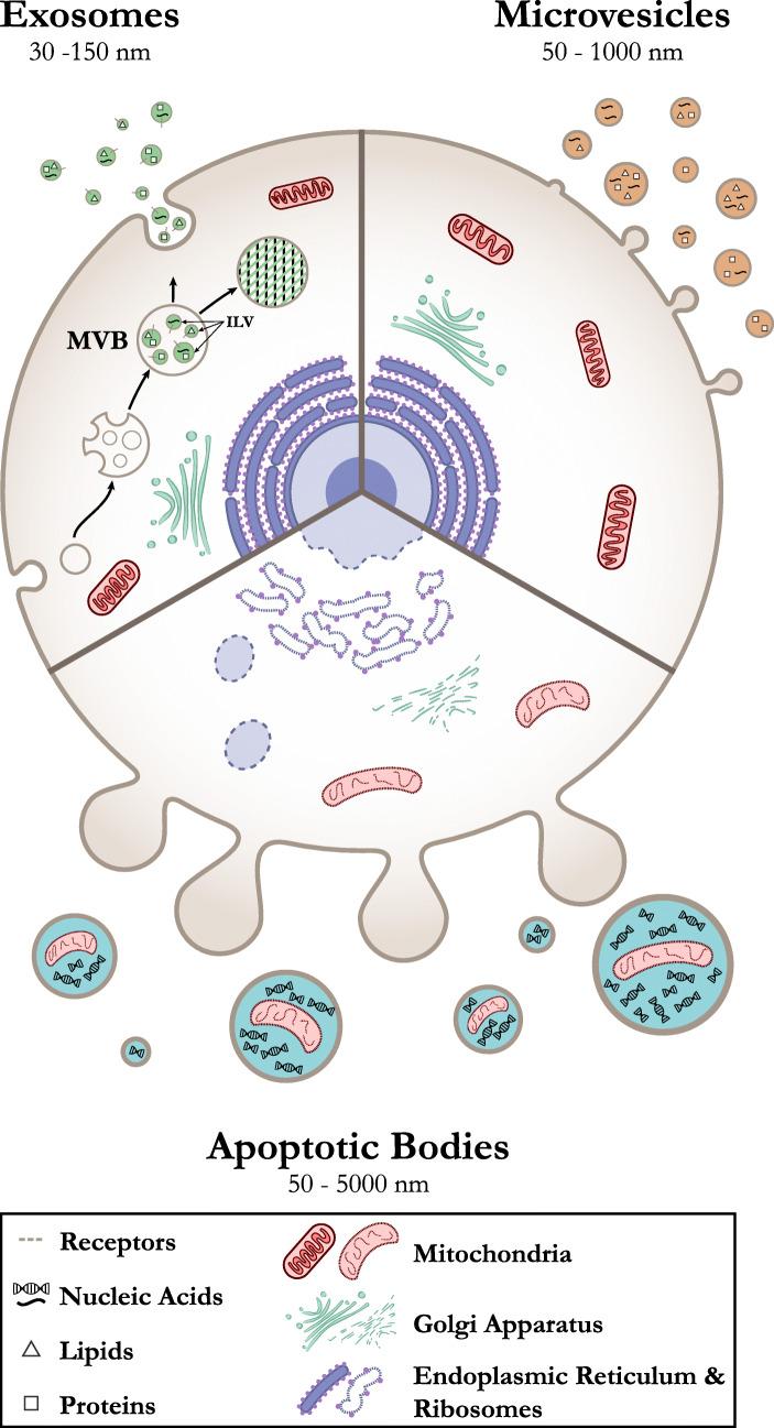https://cdn.ncbi.nlm.nih.gov/pmc/blobs/a149/7346382/f537ce0d5f99/12931_2020_1423_Fig1_HTML.jpg