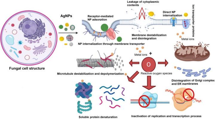 https://cdn.ncbi.nlm.nih.gov/pmc/blobs/a14a/11166857/da874b089dd0/12010_2023_4719_Fig5_HTML.jpg