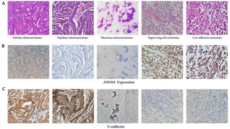 https://cdn.ncbi.nlm.nih.gov/pmc/blobs/a14a/12182554/9250020d9f84/13205_2025_4361_Fig4_HTML.jpg
