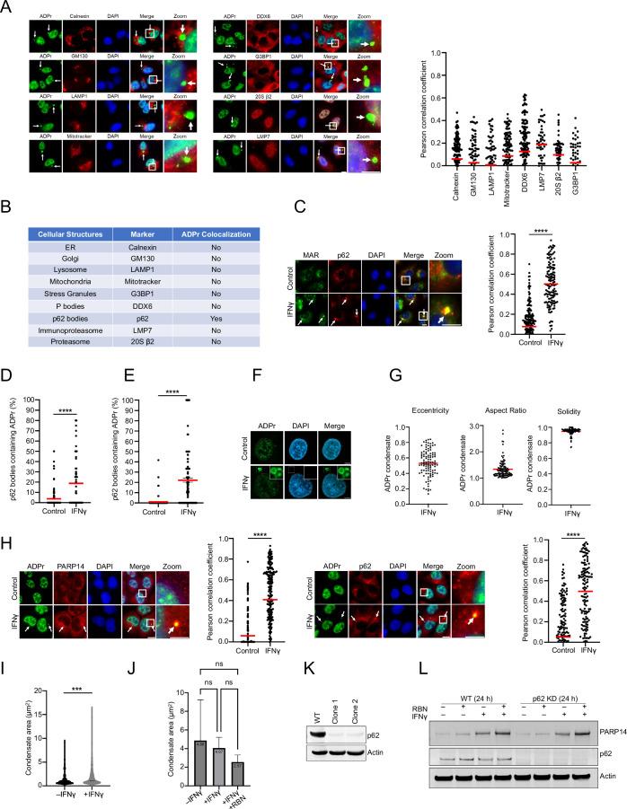 https://cdn.ncbi.nlm.nih.gov/pmc/blobs/a14c/12084362/078d914756d5/44318_2025_421_Fig10_ESM.jpg
