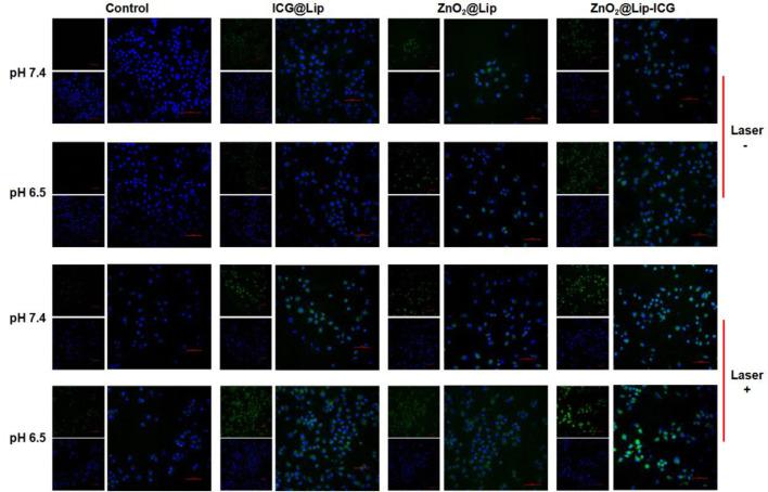 https://cdn.ncbi.nlm.nih.gov/pmc/blobs/a14e/9091608/3096b927e098/gr4.jpg