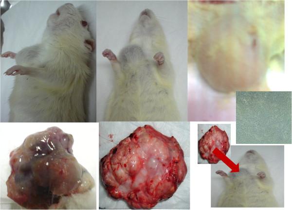 https://cdn.ncbi.nlm.nih.gov/pmc/blobs/a150/3986932/d3a2911d6626/1471-2407-14-220-8.jpg