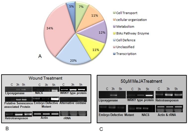 https://cdn.ncbi.nlm.nih.gov/pmc/blobs/a156/3559656/9b9c09f614b8/pone.0052784.g002.jpg