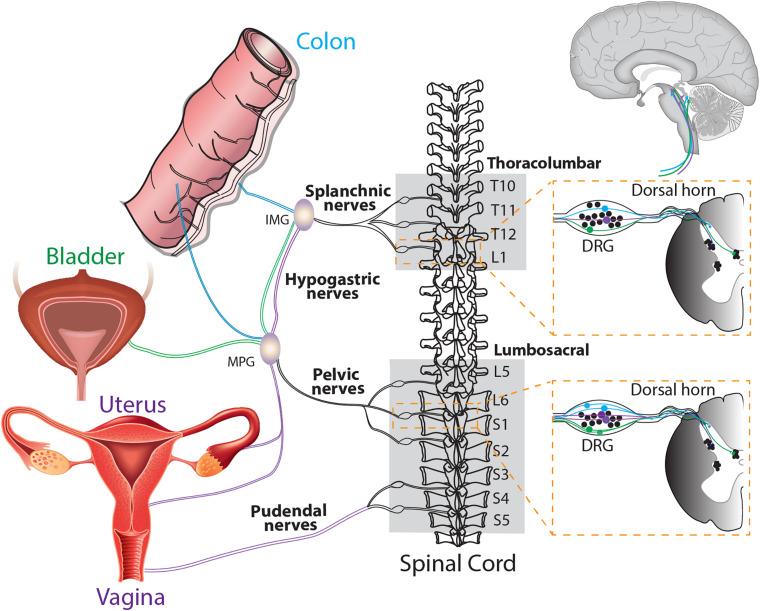 https://cdn.ncbi.nlm.nih.gov/pmc/blobs/a15c/7573391/ea1c09eecc3a/fncel-14-590823-g002.jpg