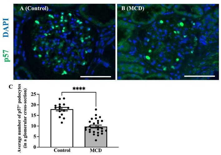 https://cdn.ncbi.nlm.nih.gov/pmc/blobs/a15d/11304592/1a511188c419/sfae216fig1.jpg