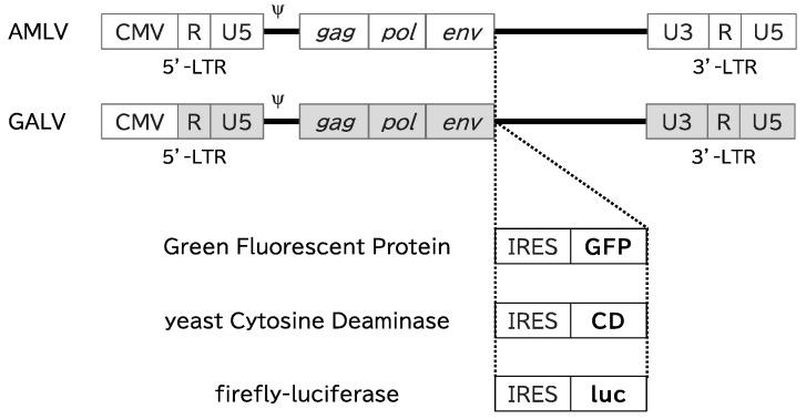 https://cdn.ncbi.nlm.nih.gov/pmc/blobs/a161/10932112/58ff9aba2858/ijms-25-02657-g001.jpg