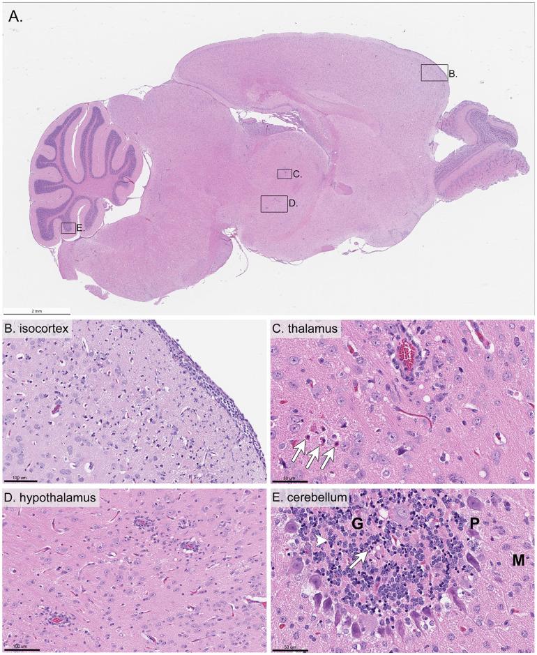 https://cdn.ncbi.nlm.nih.gov/pmc/blobs/a162/7316340/5bd421383218/pntd.0008359.g005.jpg